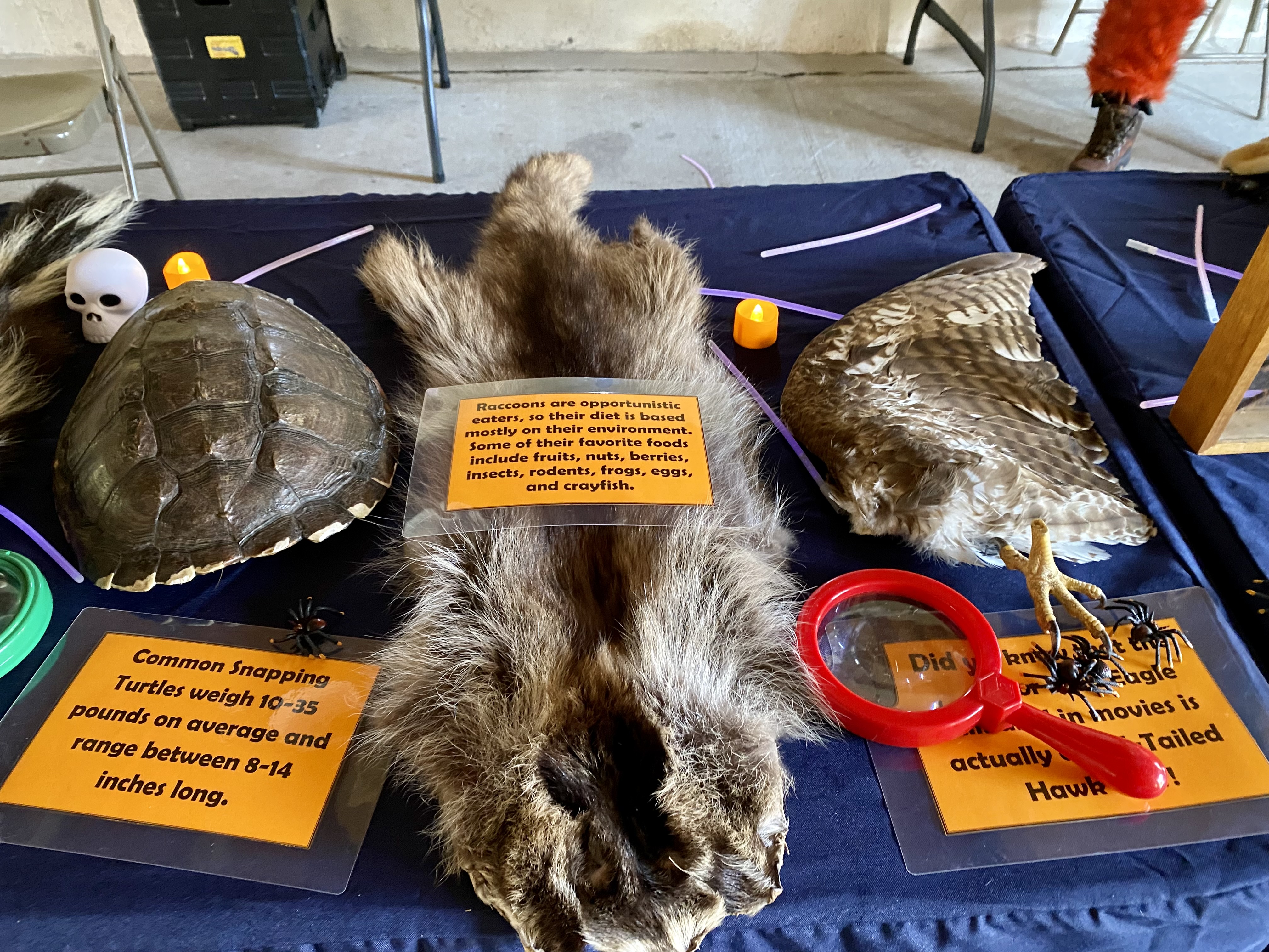 Turtle Shell, Squirrel Hide, Bird Claw on display