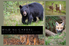 Wild Animals native to Pennsylvania - black bear, coyote, white tail deer and red fox