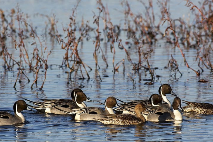 ducks in the water