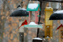 Cardinal perched on a birdfeeder with snow in the background