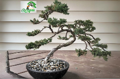 Bonsai tree