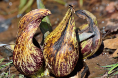 Skunk cabbage photo closeup - early blooming plants