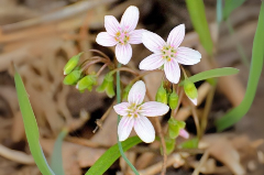 White native flowers