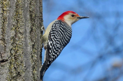 Woodpecker Bird on the side of a tree