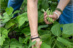 A person picking beans in a garden