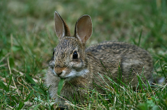 wild brown rabbit