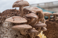 Shiitake mushrooms growing on a log